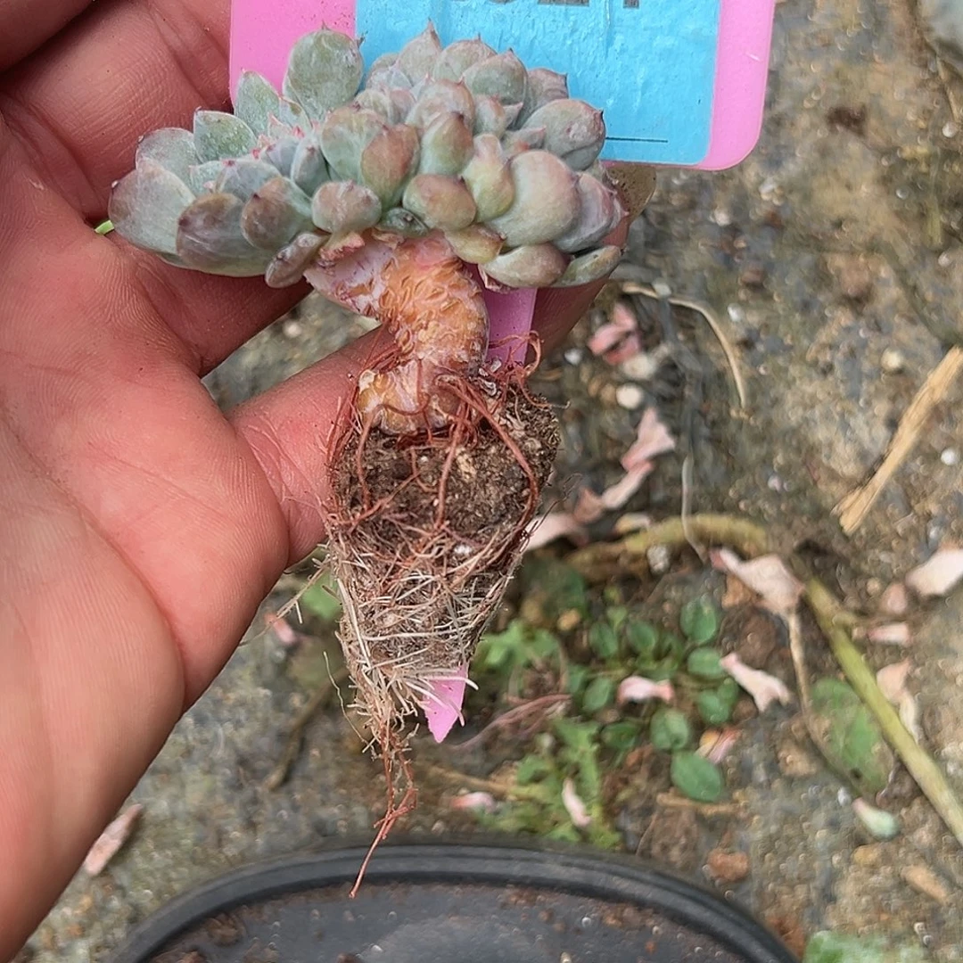 刘***菡多肉植物一物一拍