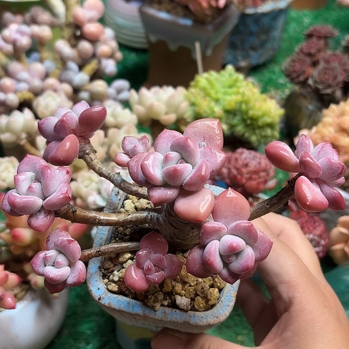 奥普一颗 一物一拍