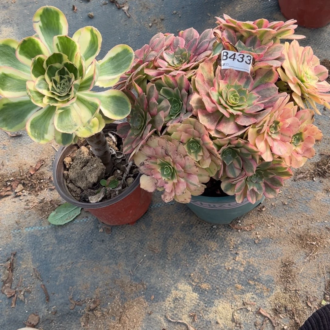 433两颗组合多肉植物法师