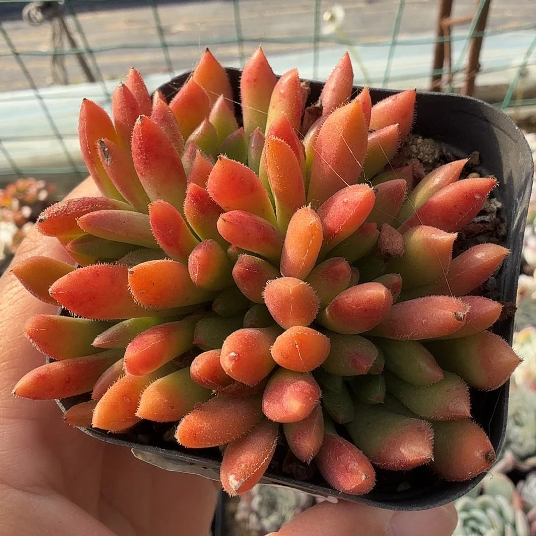 331七公分无砍红唇满20包邮