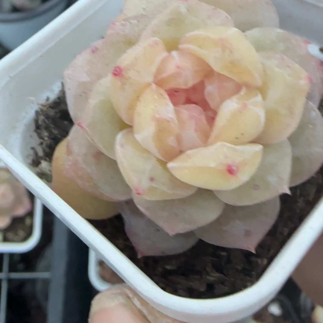多肉小卡拉米糖心一物一拍
