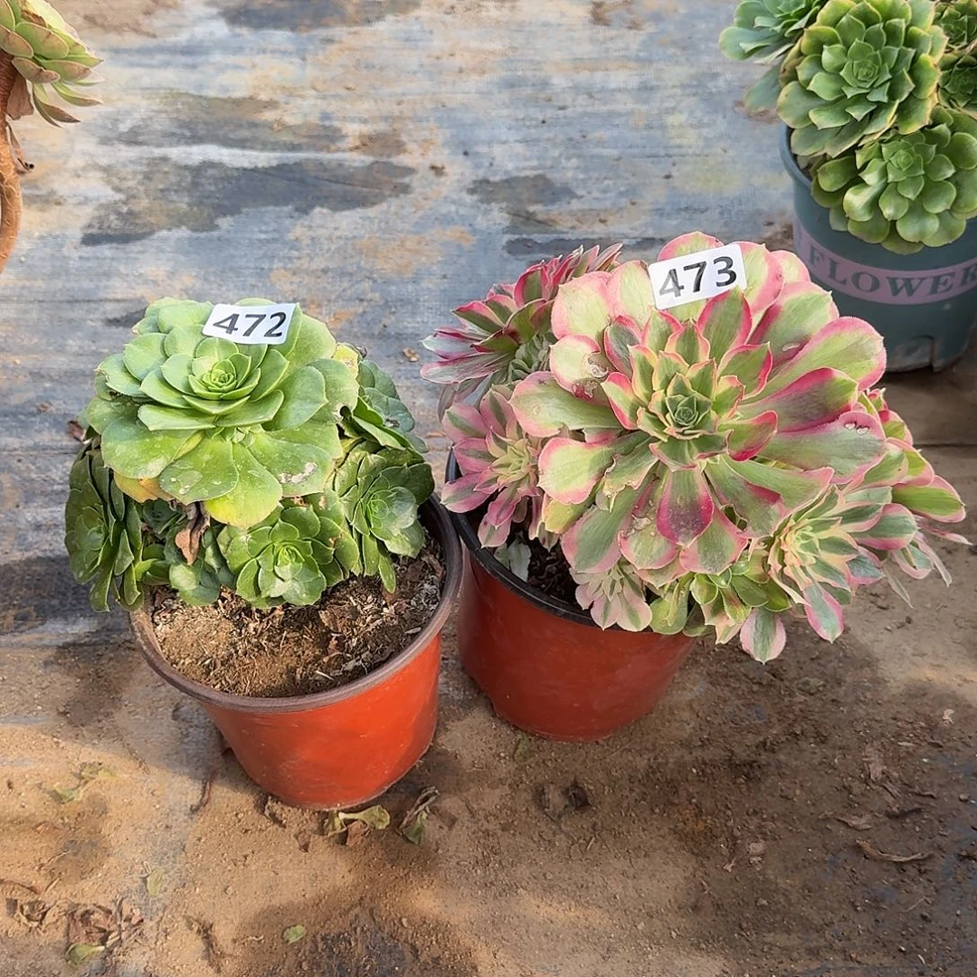 法师2个472号473号