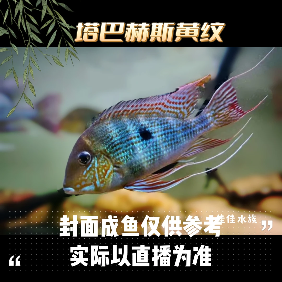 【高端稀有食土鲷】塔巴赫斯黄纹关刀—南美热带鱼