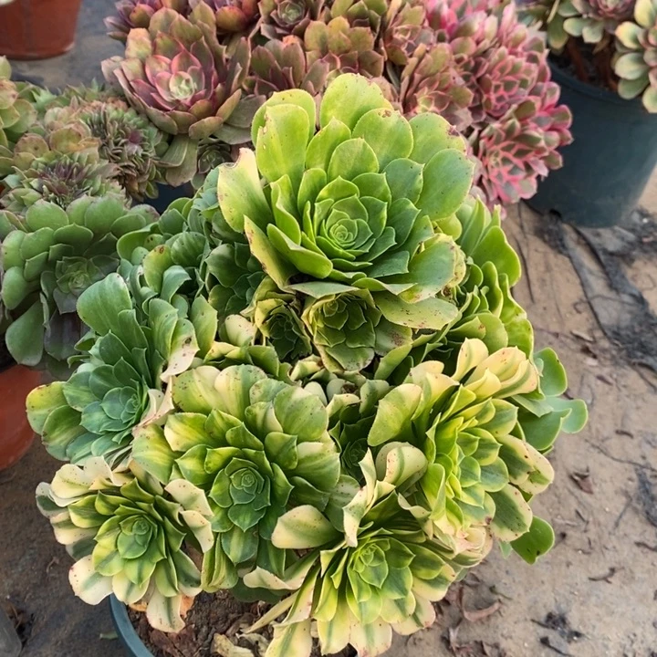 五彩琉璃多肉植物7。