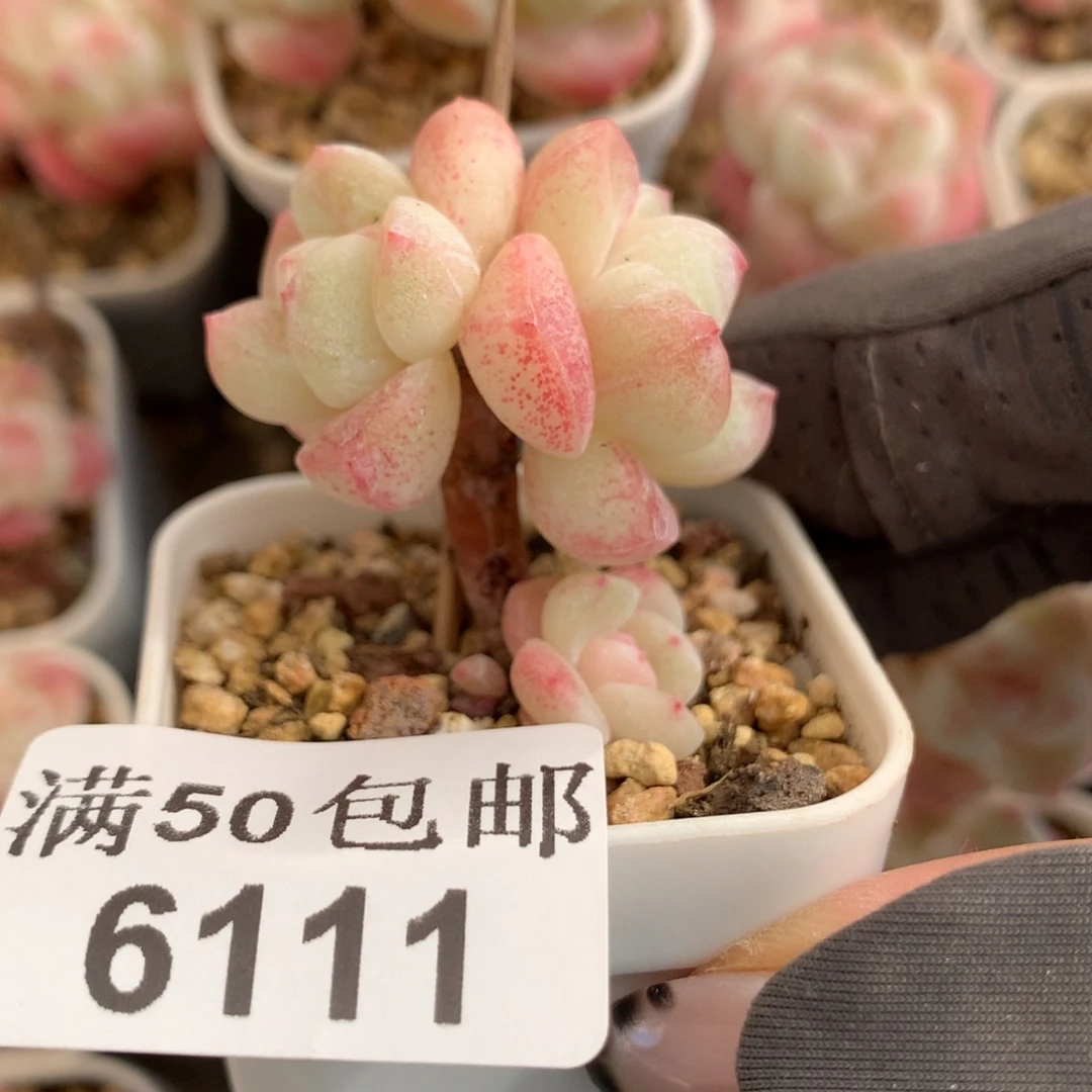 6111。小树板子冰玉三头小脸。