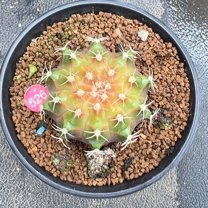泰系金属系轮回526，带盆土发货