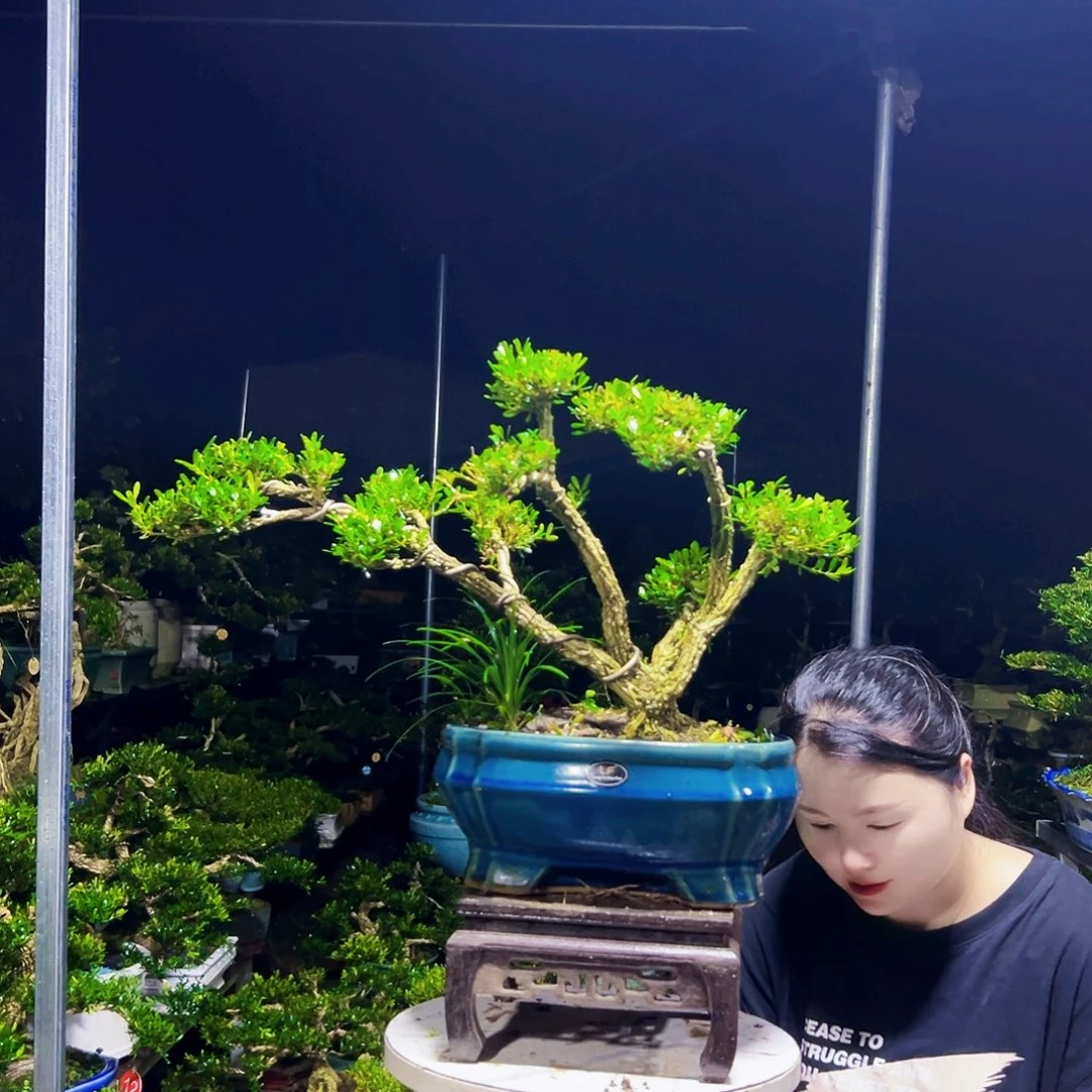 完全开放黄杨木