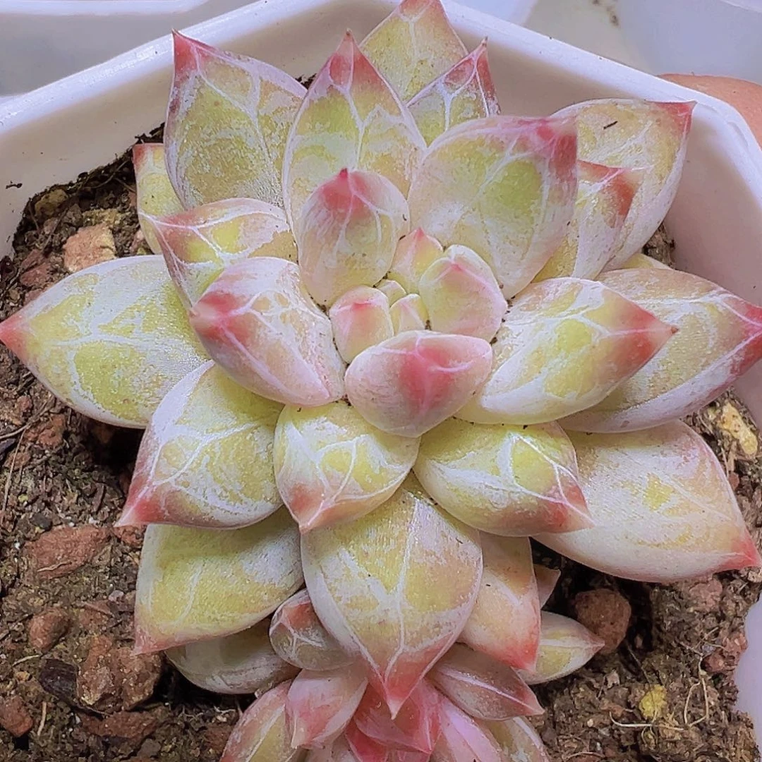 幻影美人19包邮多肉