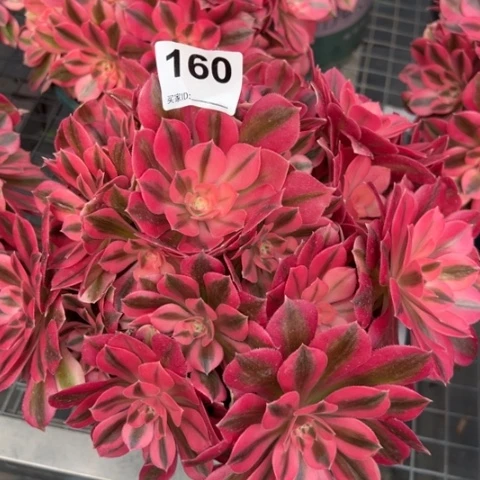 160女巫20厘米左右