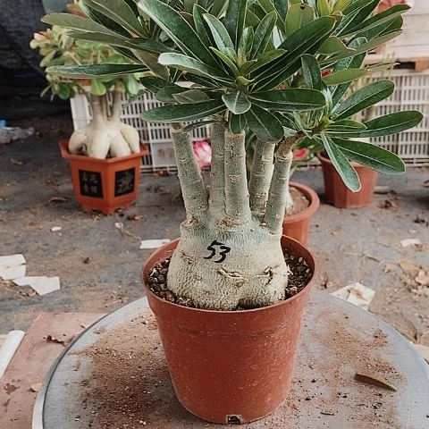 【闪购商品】李*绿植