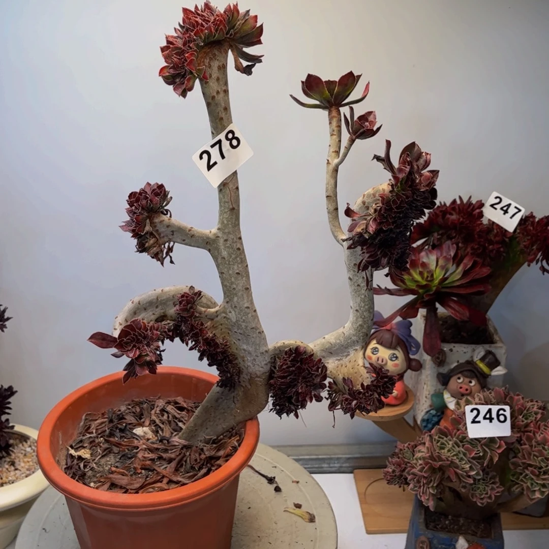 多肉植物黑法师缀278