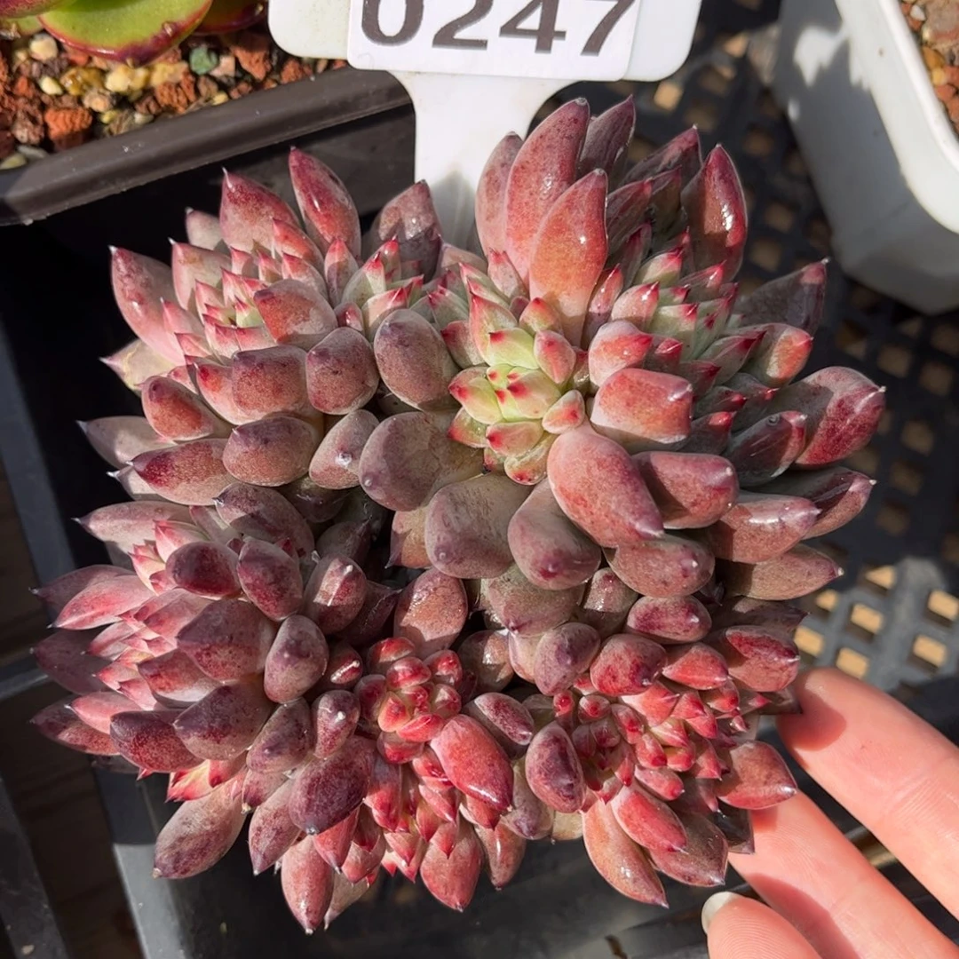 多肉植物0247 满30发货