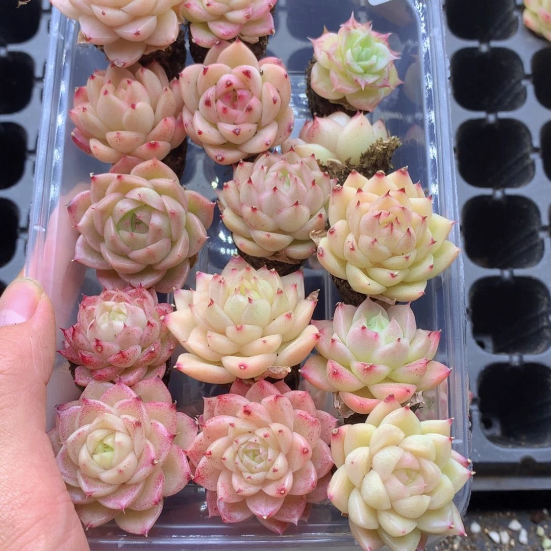 反反复复还是很开心的040