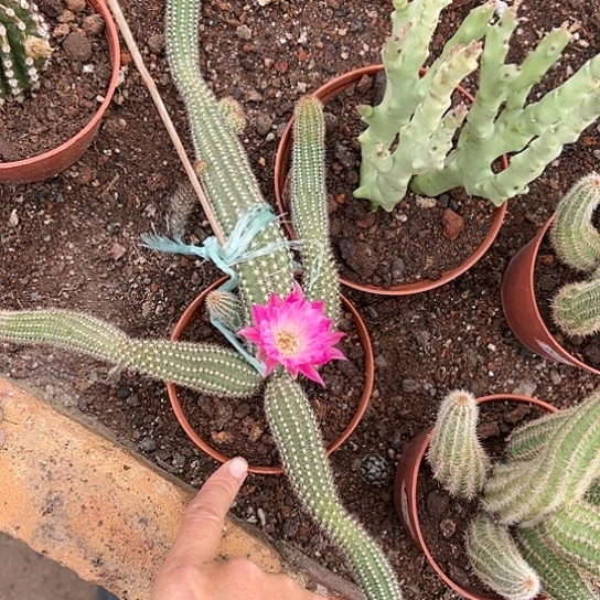 快***天白檀467788788