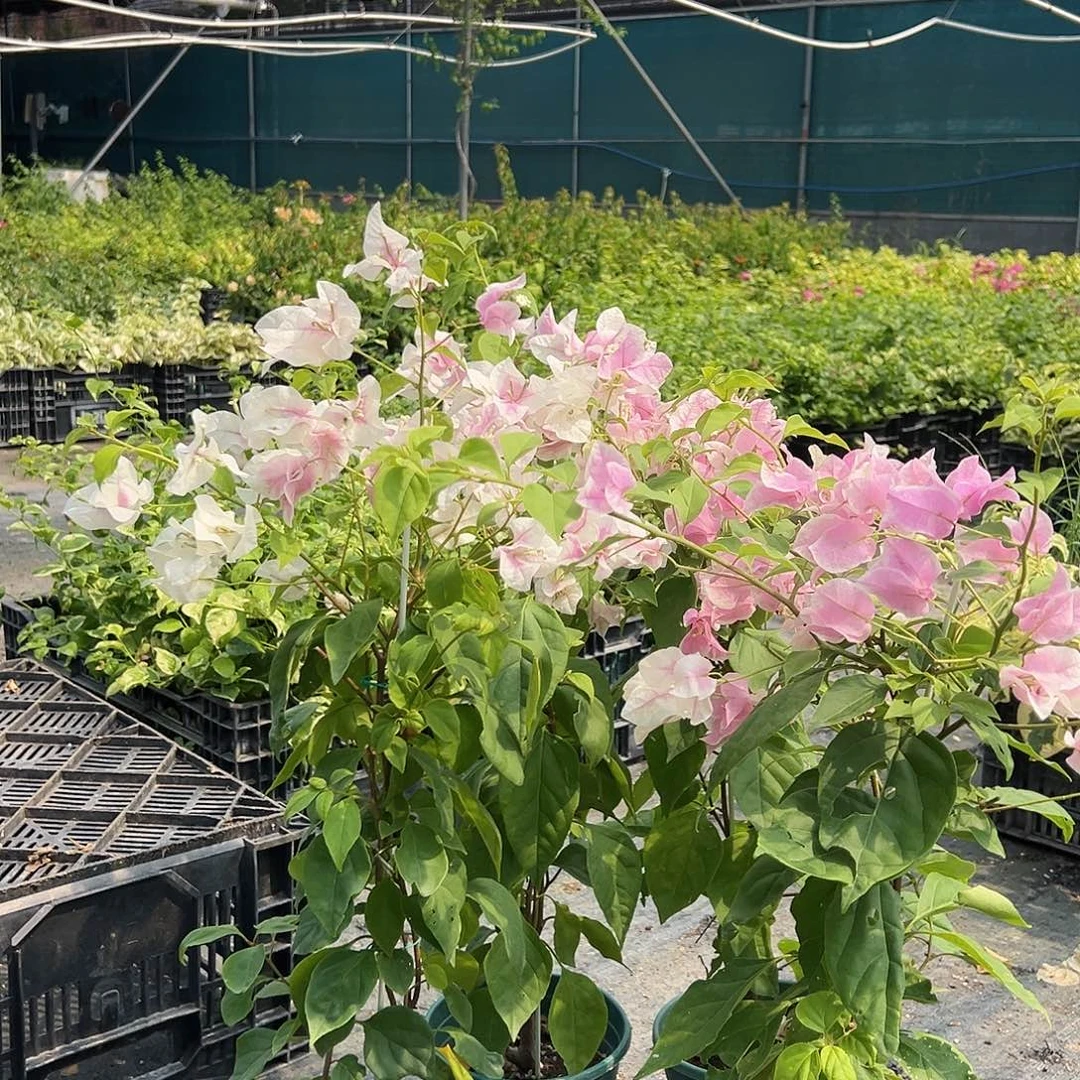 当前无花栽培后可以开花广红英一颗
