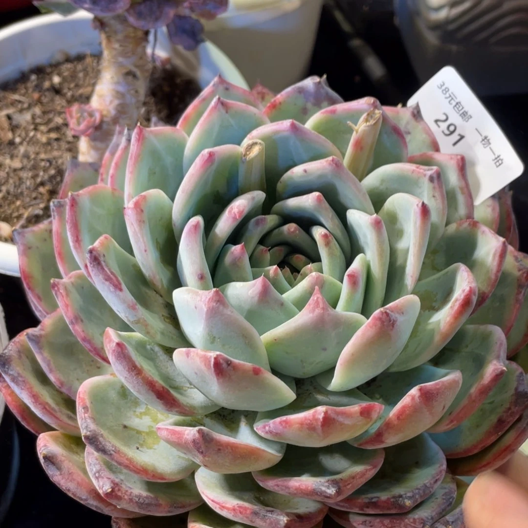 291红拉糖单头多肉植物