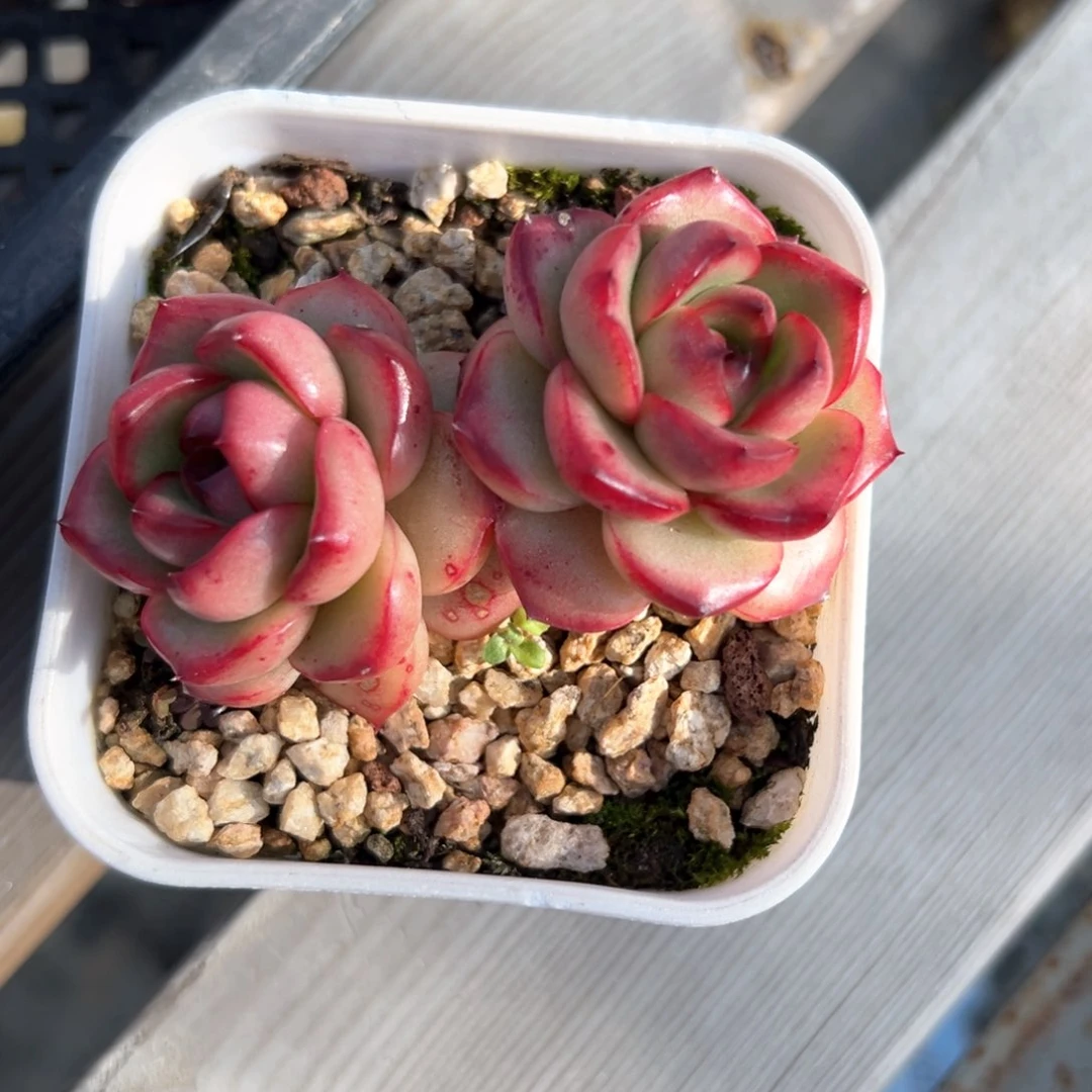 万宝龙（满38包邮）多肉