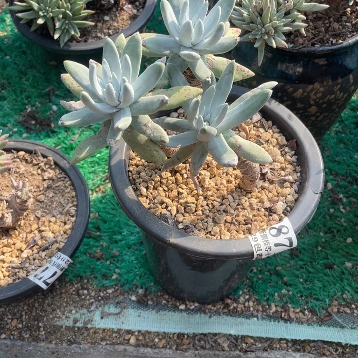 87号初霜多肉植物老庄