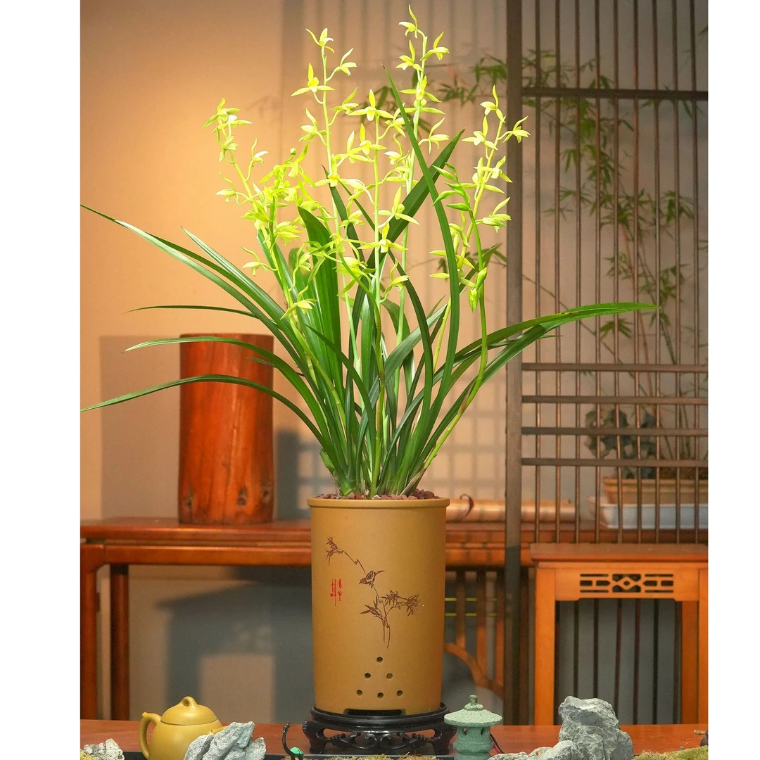 秋榜铭品【仙山翠鸟】宜兴紫砂花盆 幽香兰花带花芽 室内好养易活
