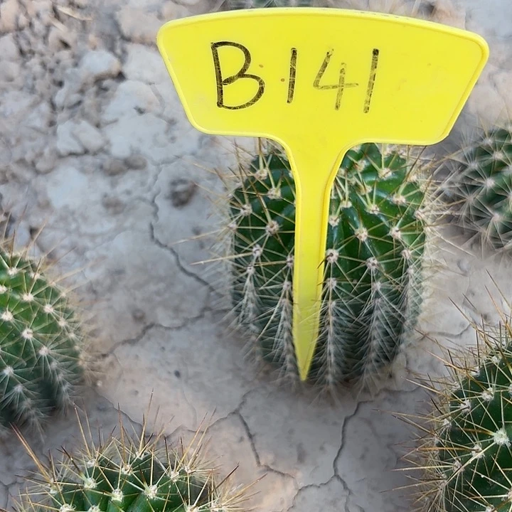 柠***千A141,3-52瑕疵歪头