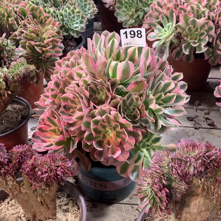 198粉女巫多肉法师