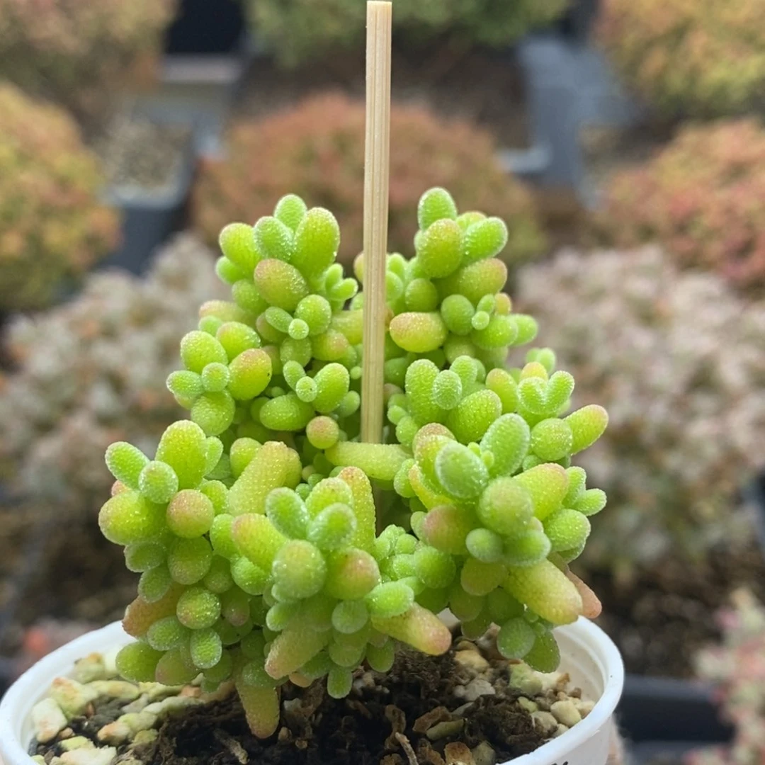 蜜橘糖球4596年后发货