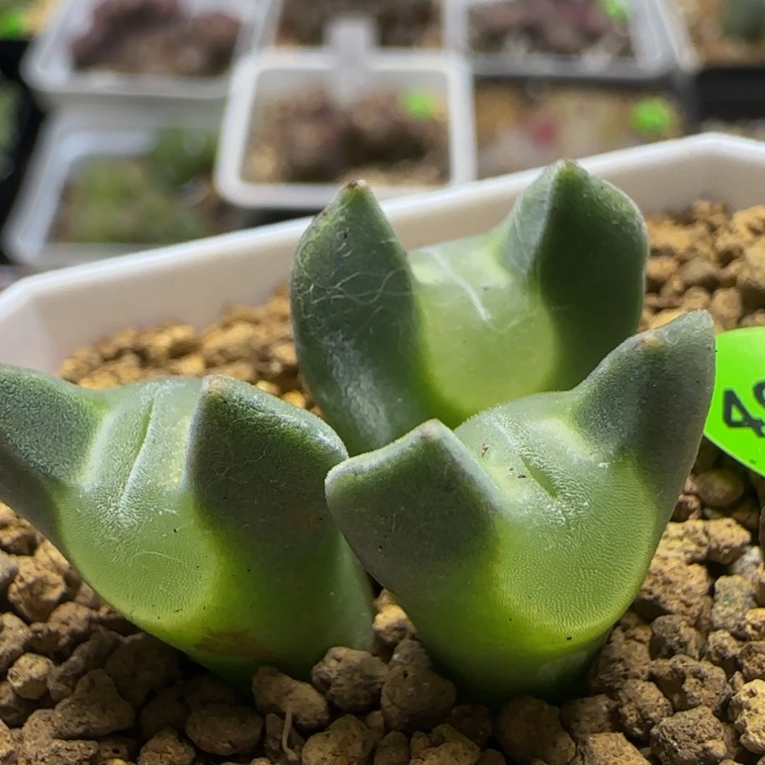 大眼睛空蝉拆头没根493