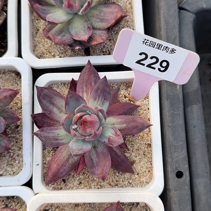 E***a229惊鸿单头多肉植物