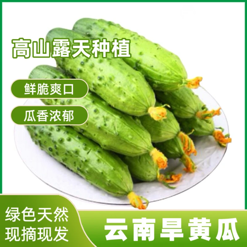 云南新鲜旱黄瓜脆甜水果黄瓜老品种小时候的味道鲜嫩口感5斤包邮