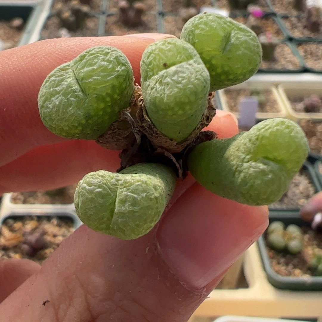 743 好看的肉锥冲冲冲