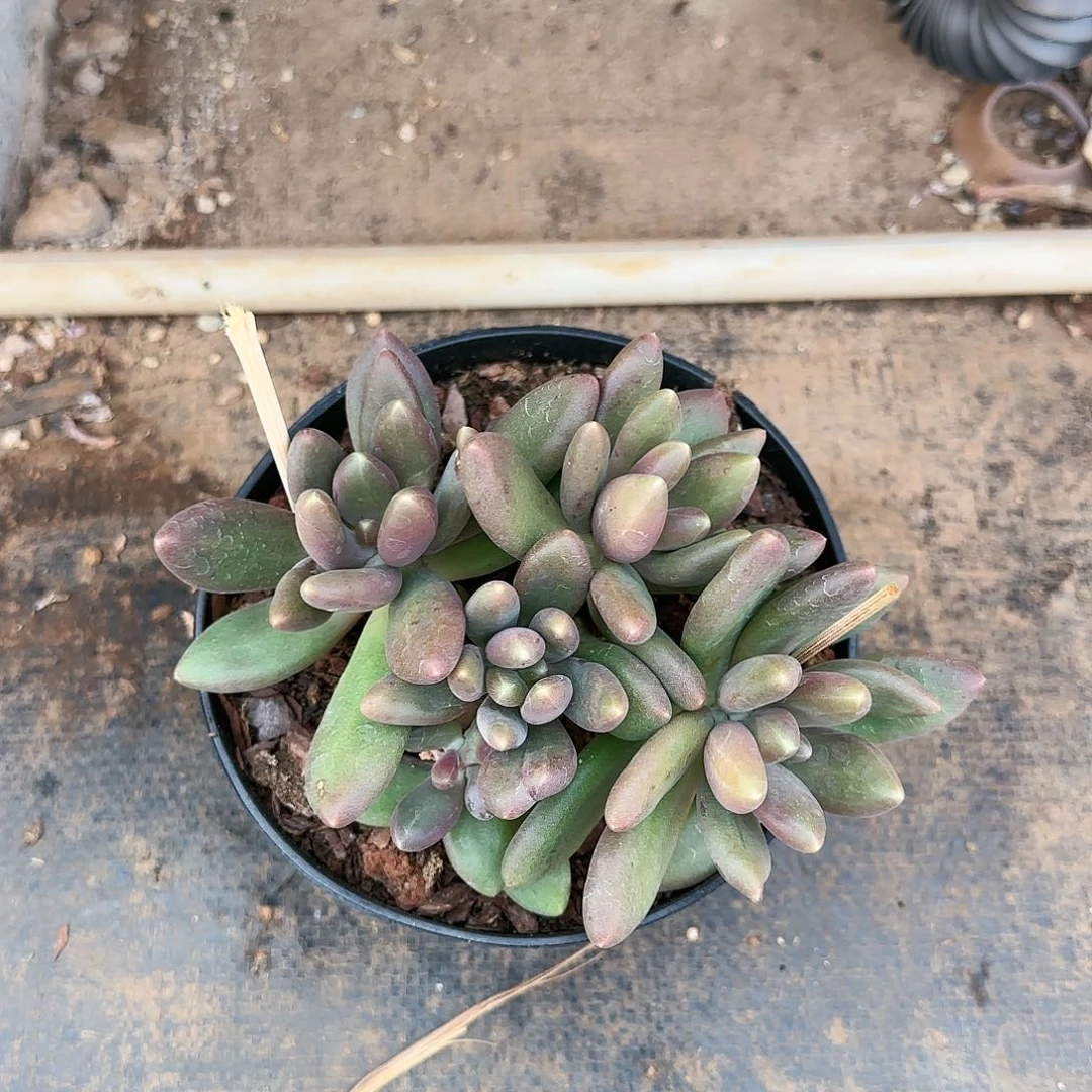 低*@低调，芒果奶79.9        肉