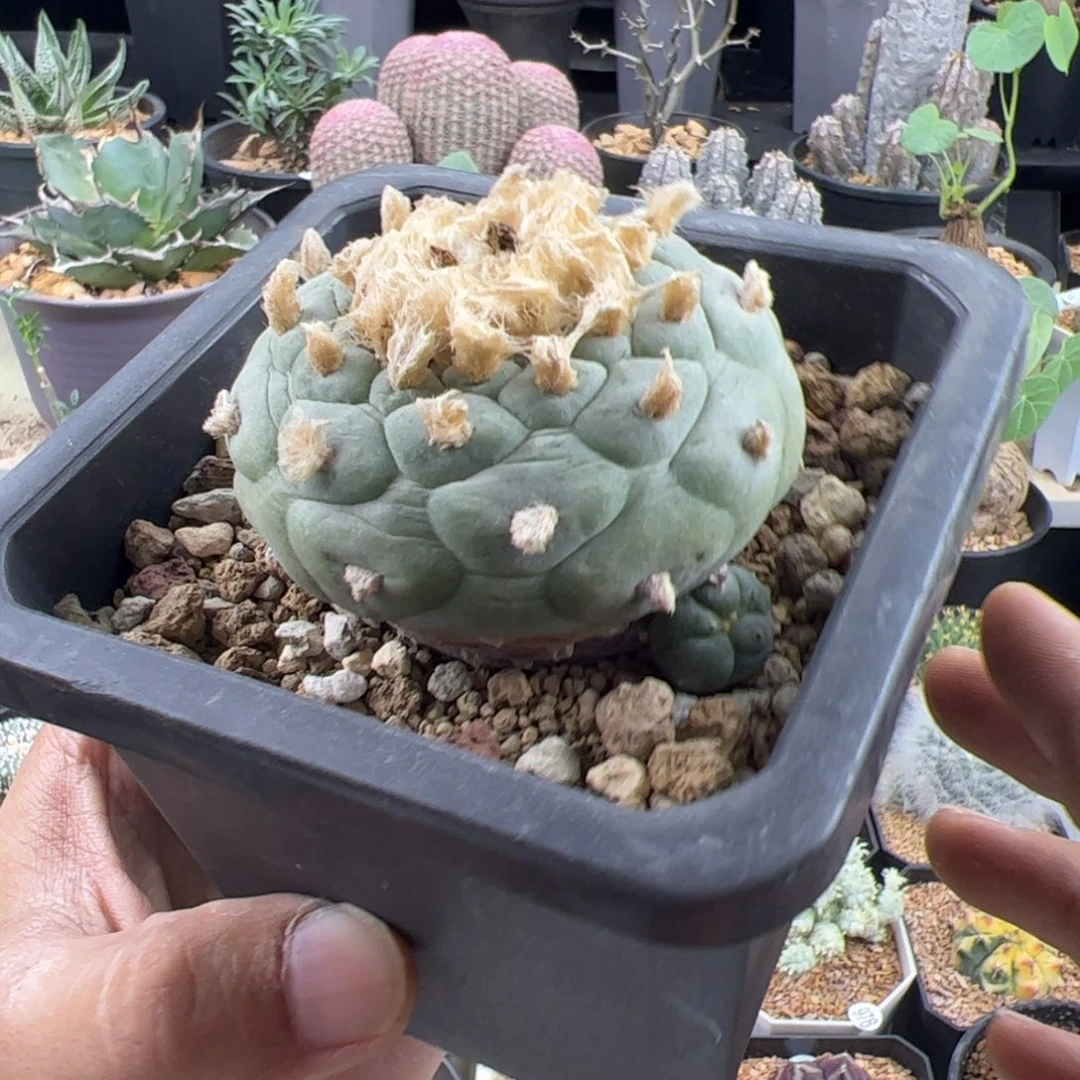 草球6一物一拍带盆发