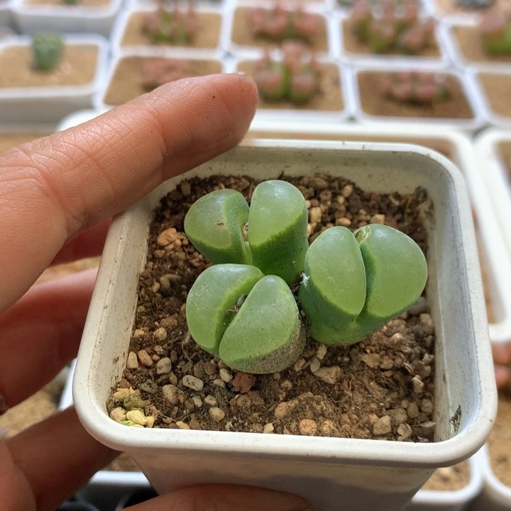 薄****薄荷糖 肉锥植物