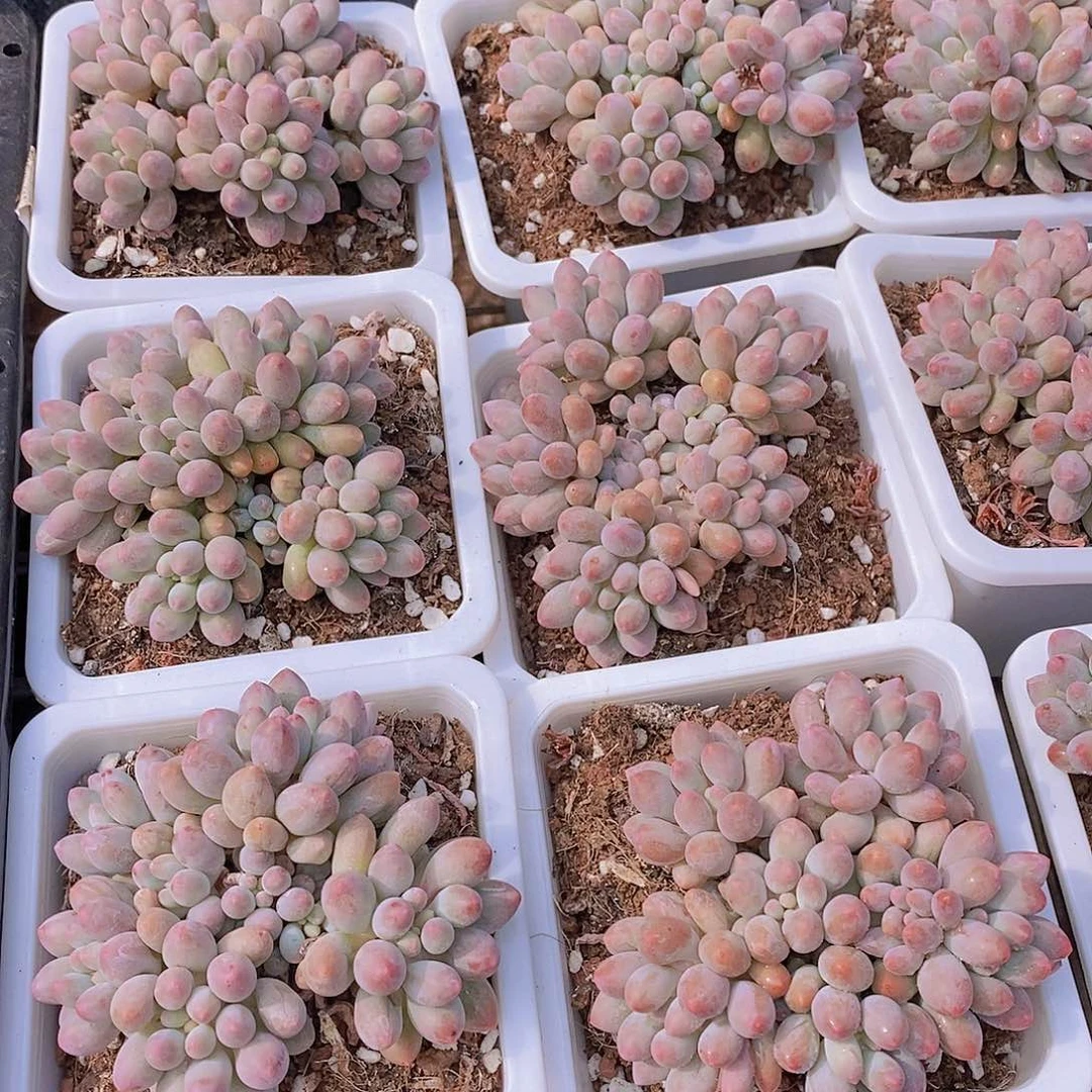 A- 大白方 婴儿手指群福利一颗 量拍