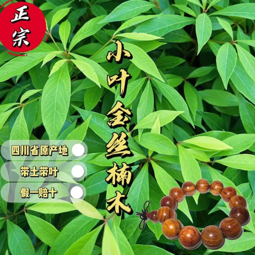 四川金丝楠木1米左右高度4棵