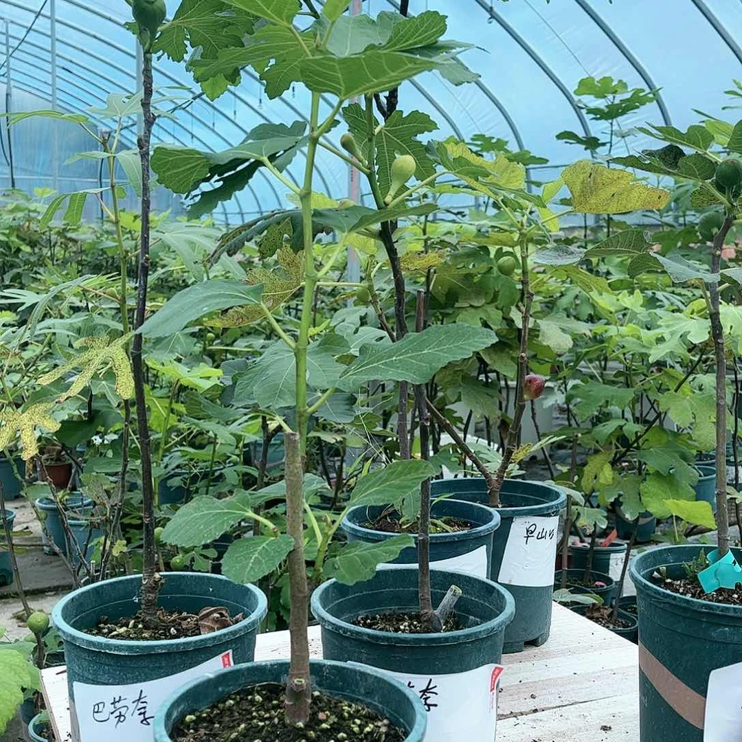 无花朵利沃尔西白头苗不售后