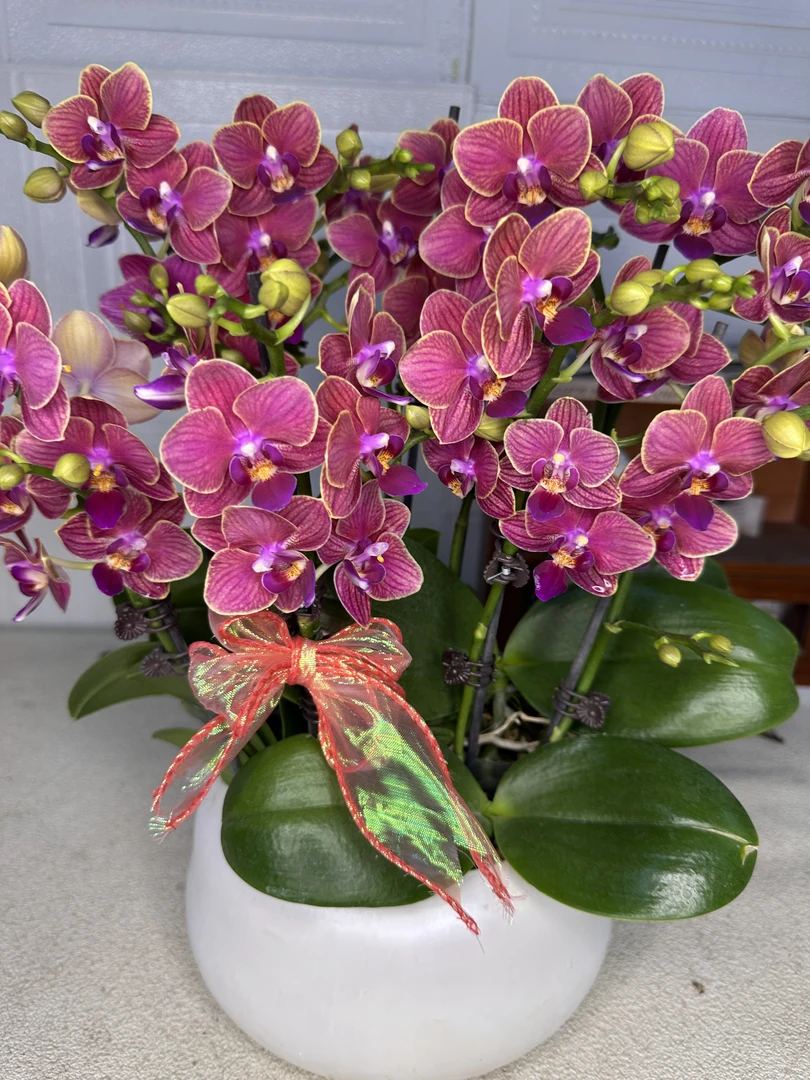 花悦里【金边玲珑】带花带花苞 室内花花 广州花卉源头基地4-8