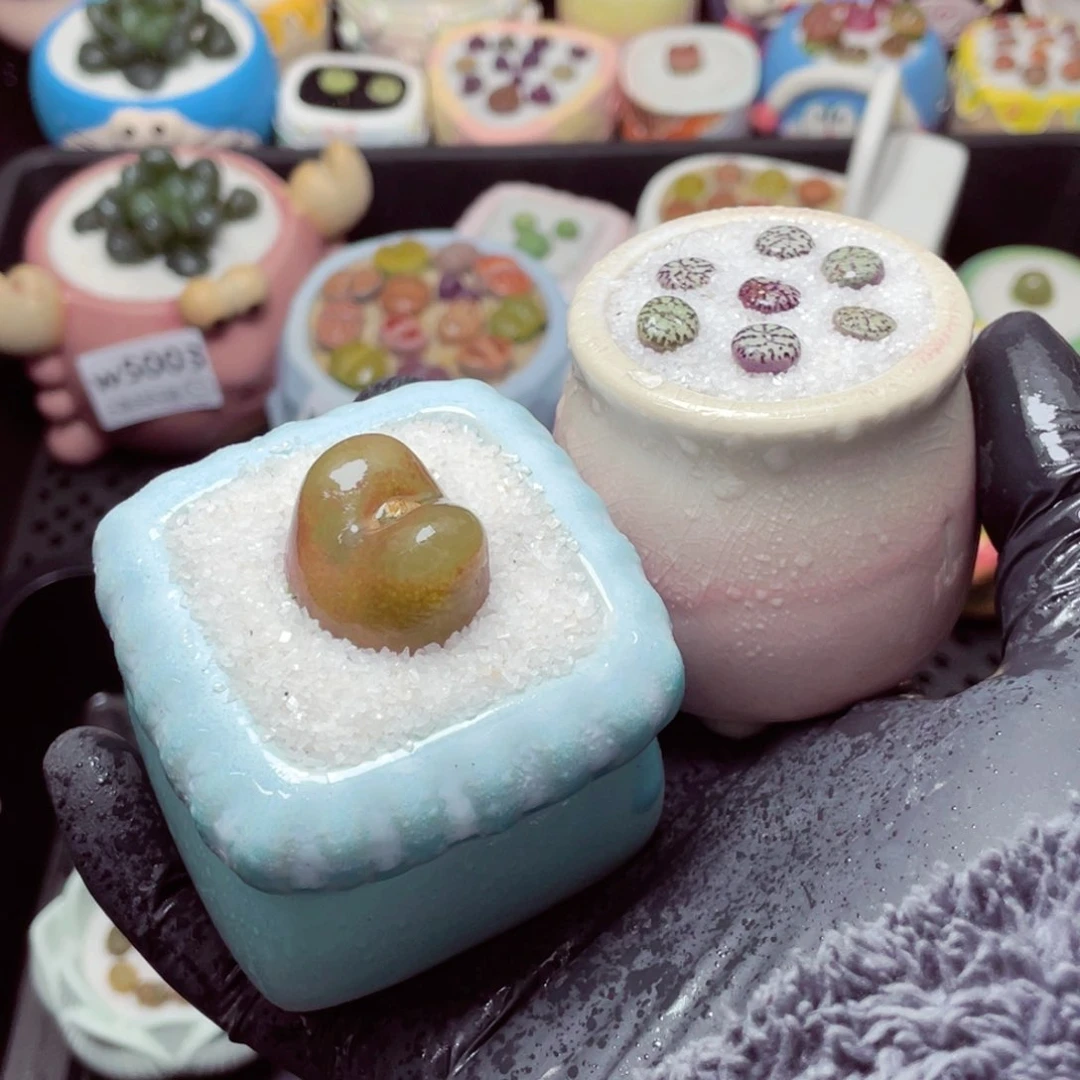 w5010-盆微瑕，-带盆土发货，零下地区拍保温箱