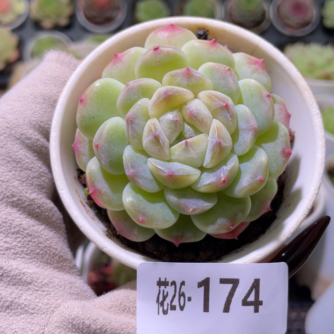 花利美26-174秘境冰魄