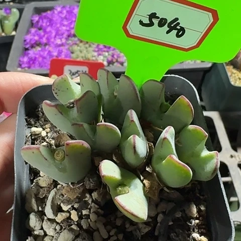 密密麻麻密密麻麻5040