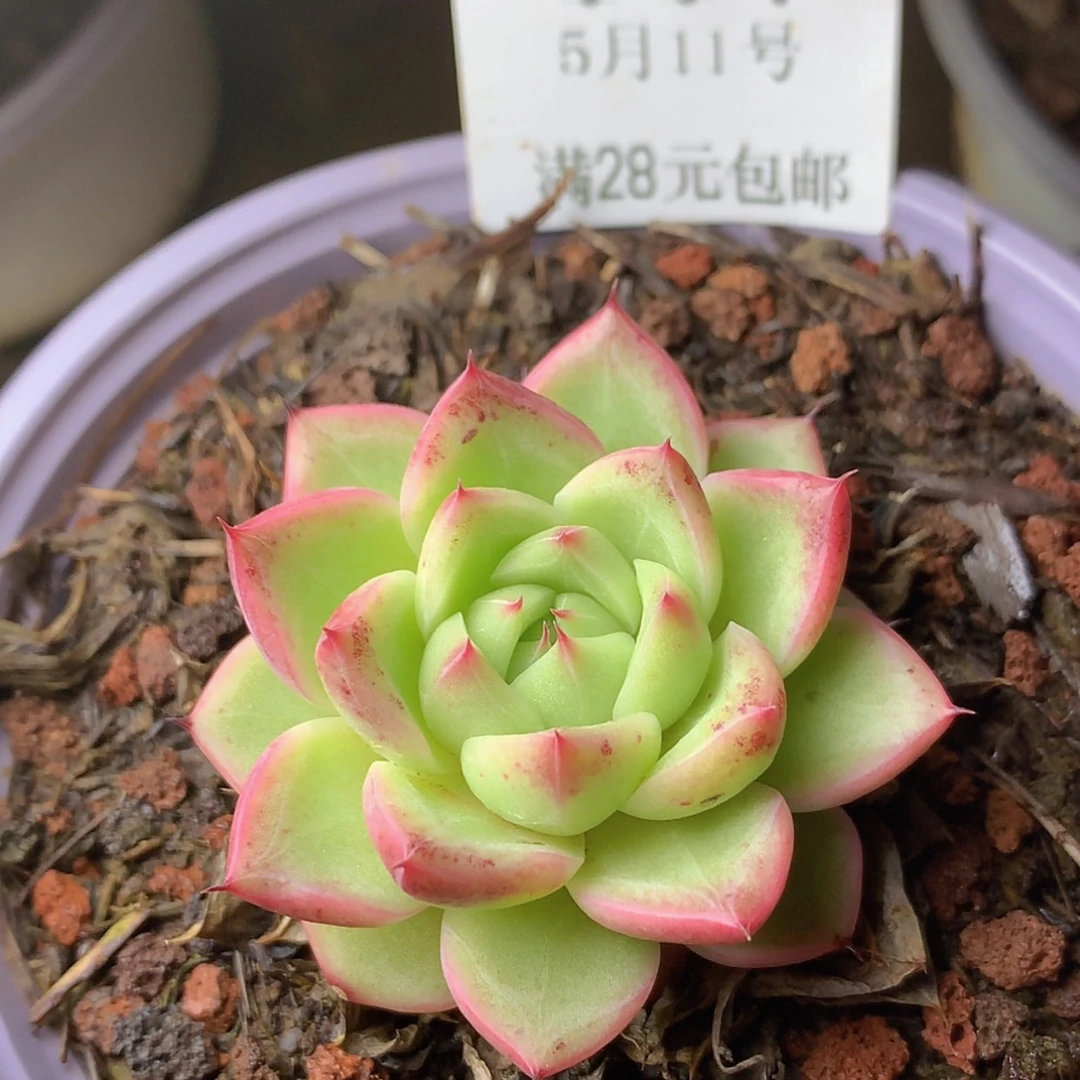【闪购商品】云117号