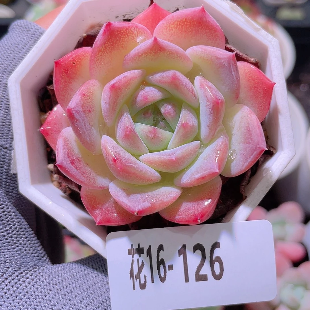 花利美16-126纯爱