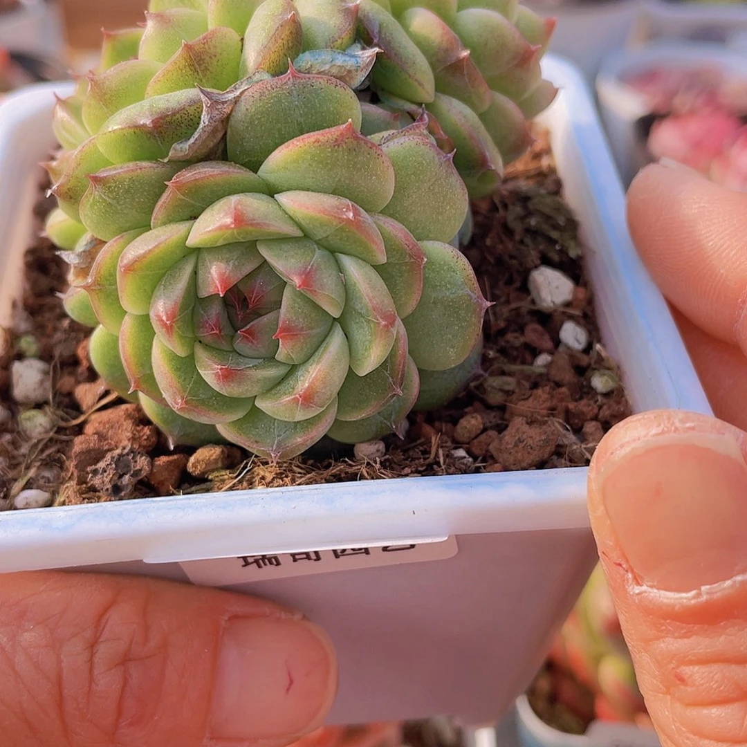 000000000000523一物一拍