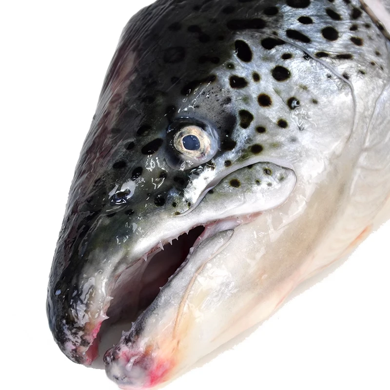 挪威三文鱼大西洋鲑鱼 鱼头+鱼尾一套600-800g