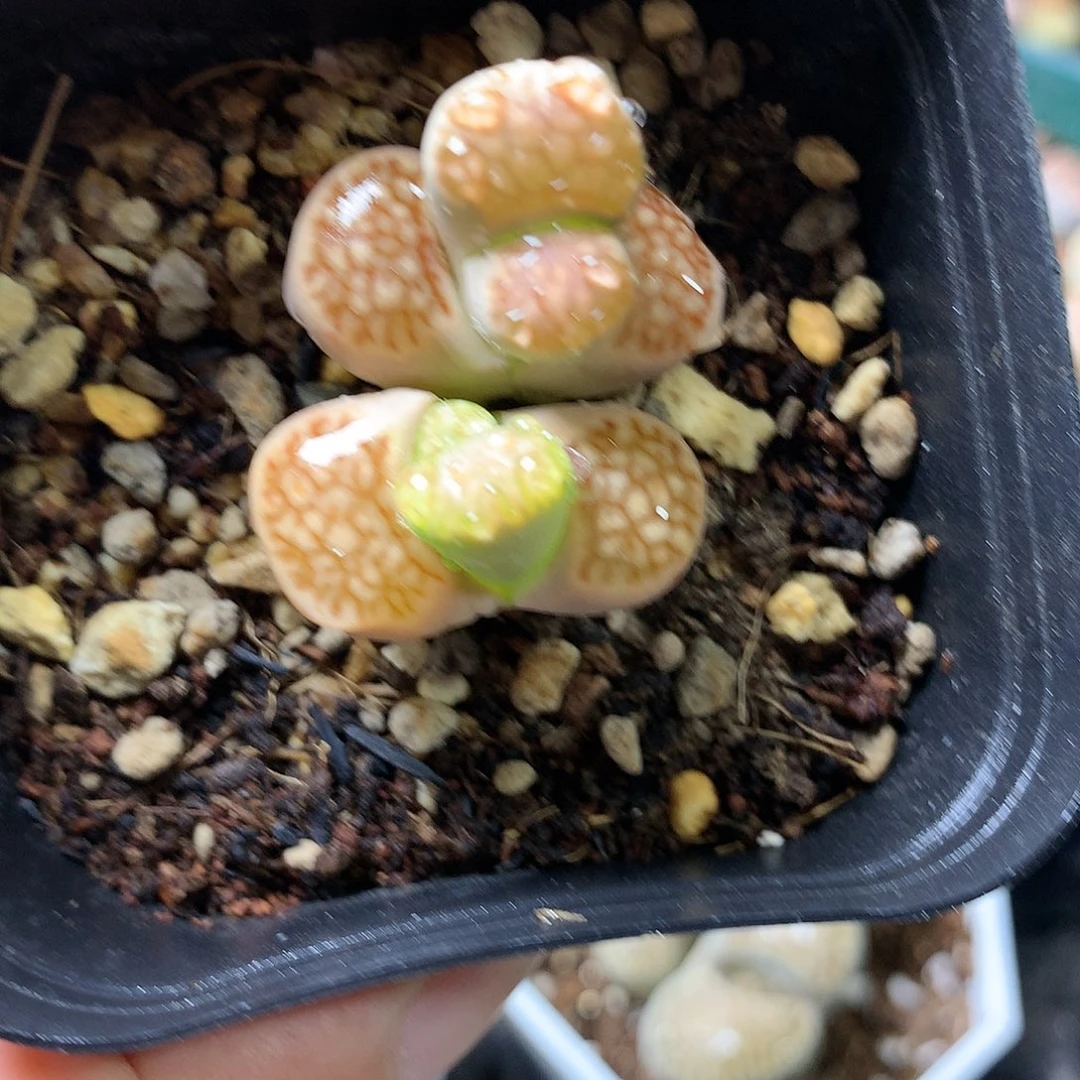 H230多肉植物保护研究所