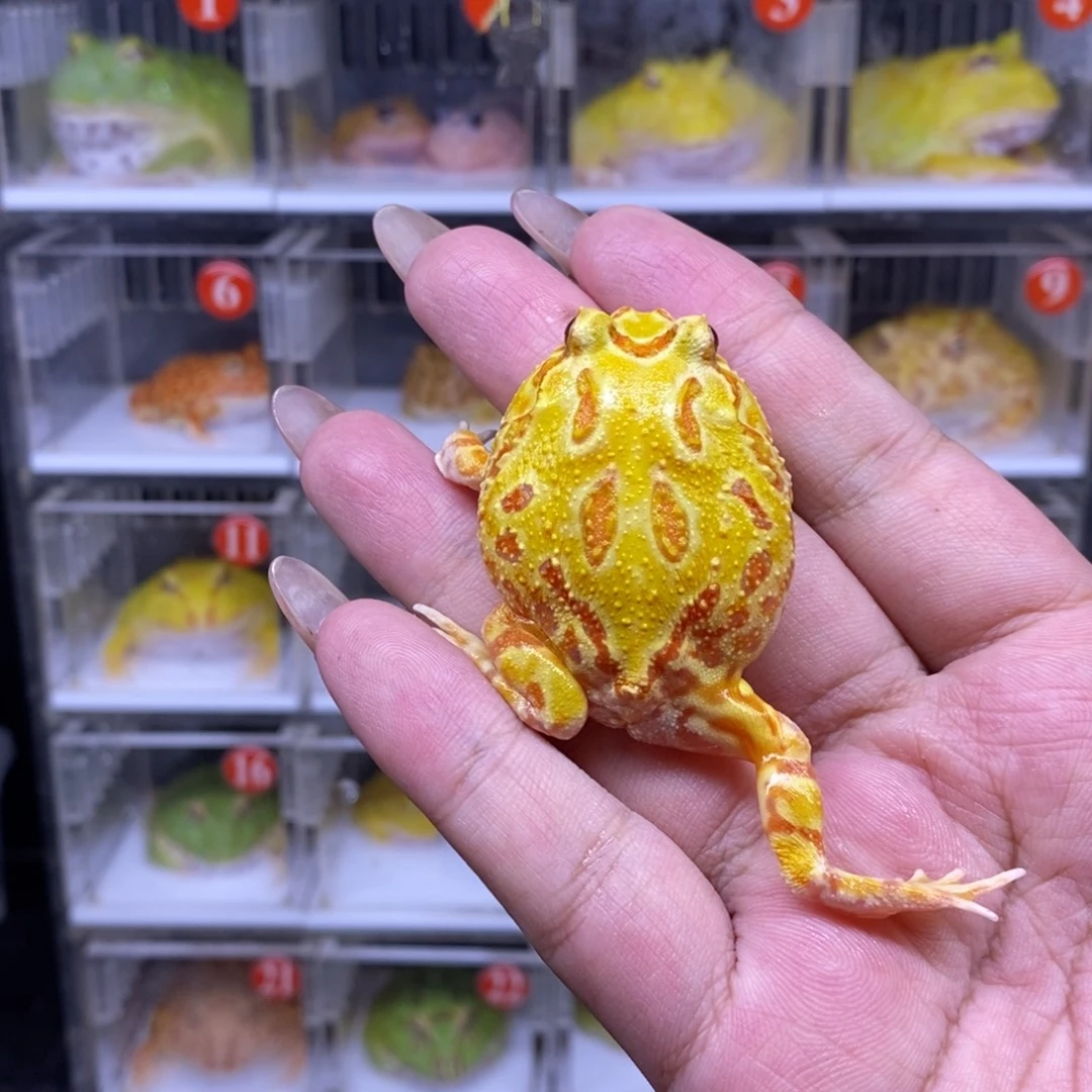 角蛙恭喜发财大吉大利