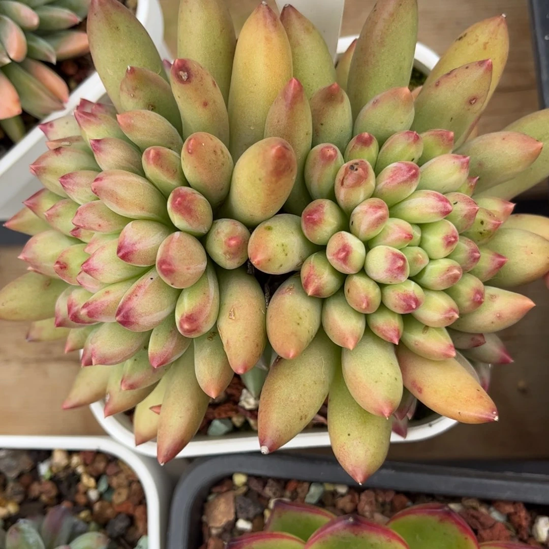 多肉植物1205 满30包邮