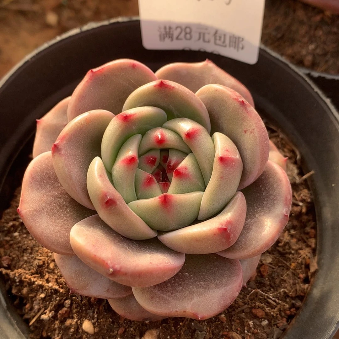 【闪购商品】云907号五厘米