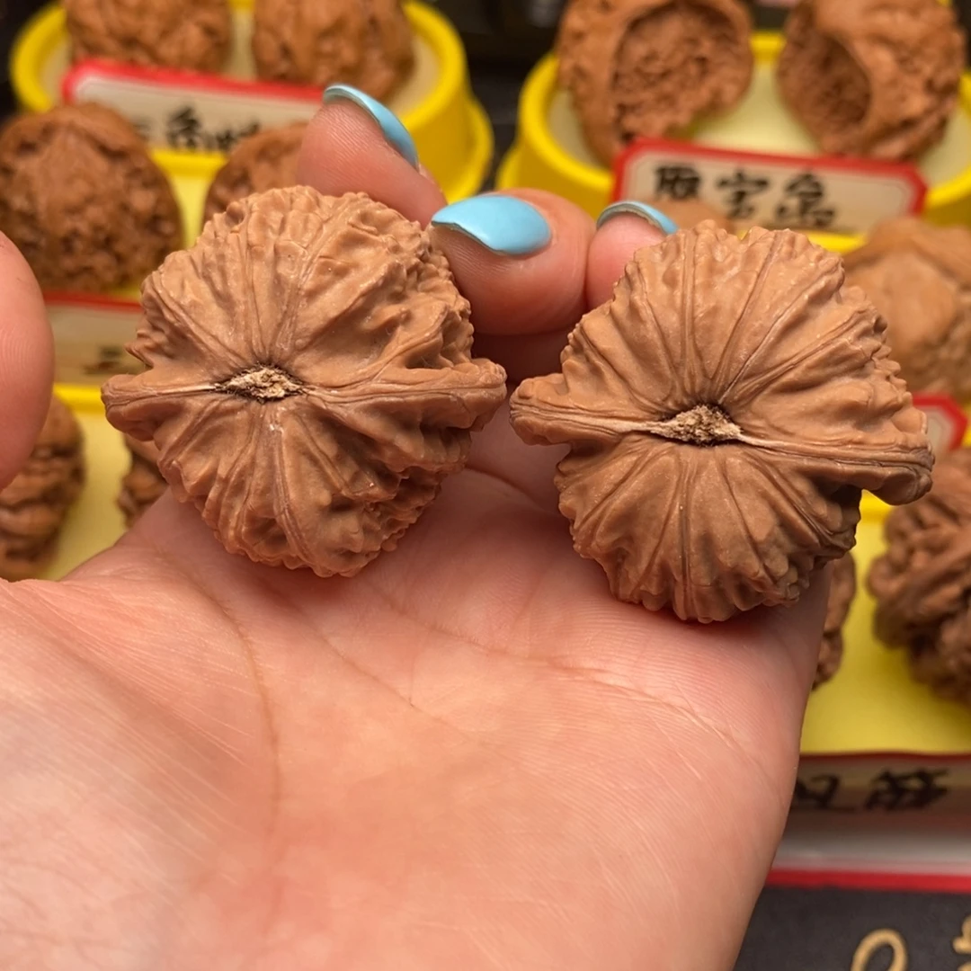 菩提籽类白狮子子