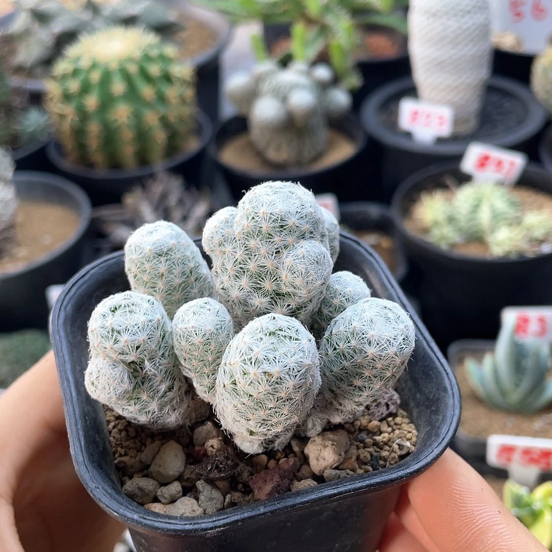 紫花多头姬春星群